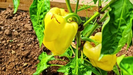 A vibrant, close-up shot shows a fresh yellow bell pepper (paprika) ripening on the vine in the rich soil of a home garden or greenhouse. - Powered by Adobe
