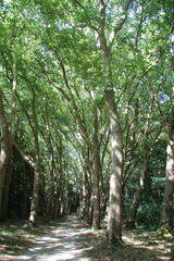 Cath&eacute;drale du vert 2