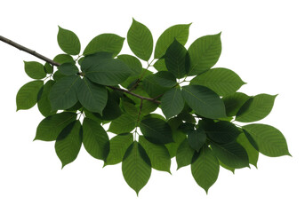 Obraz premium Pristine tree branch with lush dark green leaves in emerald and forest hues, defined veins, healthy textures, isolated on a transparent studio background with no shadows, concept of botanical purity