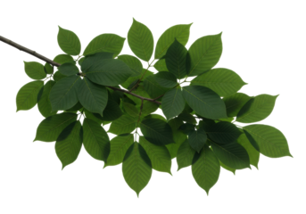 Pristine tree branch with lush dark green leaves in emerald and forest hues, defined veins, healthy textures, isolated on a transparent studio background with no shadows, concept of botanical purity