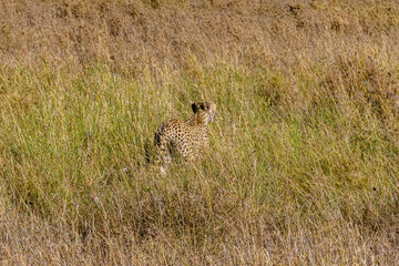 Young cheetah (Acinonyx jubatus) at the Serengeti national park, Tanzania. Wildlife photo