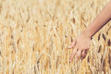 Wheat crisis concept. Little girls hand touches wheat in a golden wheat field