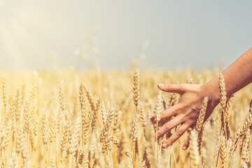 Wheat crisis concept. Little girls hand touches wheat in a golden wheat field with sun