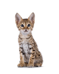 Cute baby Savannah cat kitten, sitting up facing front. Looking towards with kitten blue eyes. Isolated on a white background.