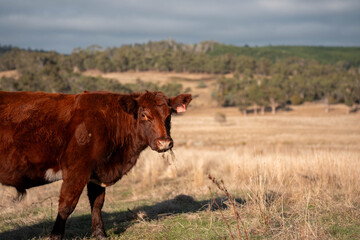 livestock in a meadow, sustainable carbon neutral farming being practiced. regenerative raised cows in a field. agricultural technology innovation in australia