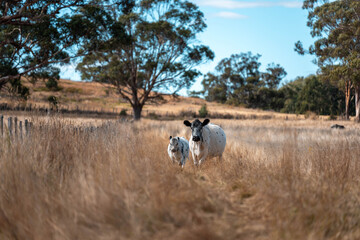 livestock in a meadow, sustainable carbon neutral farming being practiced. regenerative raised cows in a field. agricultural technology innovation in australia