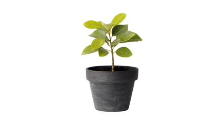 Small green plant growing in a black flower pot isolated on transparent background indoor decoration