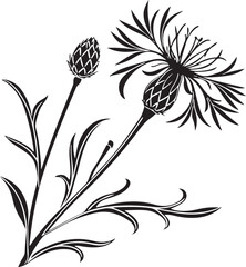 Spiky round bachelors button flower silhouette with delicate petals isolated on transparent background