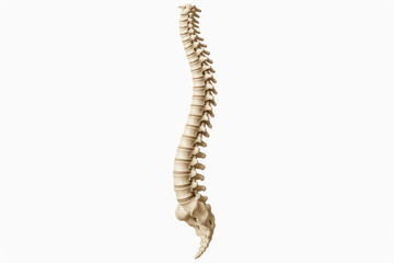 Human Spine Illustration