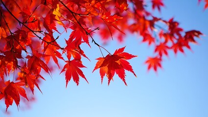Vibrant red maple leaves against a bright blue sky