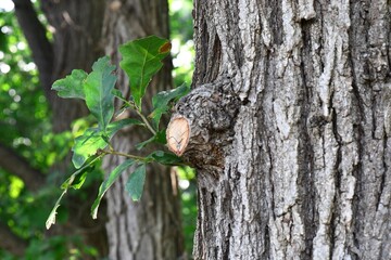 Young Shoot Growing from Old Tree Trunk