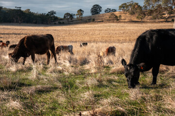 livestock in a meadow, sustainable carbon neutral farming being practiced. regenerative raised cows in a field. agricultural technology innovation in australia