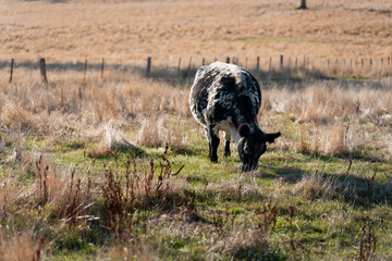 livestock in a meadow, sustainable carbon neutral farming being practiced. regenerative raised cows in a field. agricultural technology innovation in australia