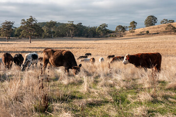livestock in a meadow, sustainable carbon neutral farming being practiced. regenerative raised cows in a field. agricultural technology innovation in australia