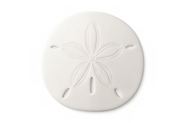 Close-up of a pristine white sand dollar shell, showcasing its intricate floral pattern, isolated on a transparent background