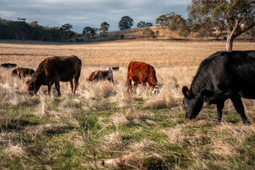 livestock in a meadow, sustainable carbon neutral farming being practiced. regenerative raised cows in a field. agricultural technology innovation in australia