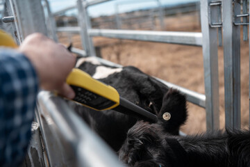 scanning cow tag in a cattle yards nlis tag scan with a wand on a farm with livestock in summer
