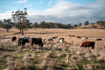livestock in a meadow, sustainable carbon neutral farming being practiced. regenerative raised cows in a field. agricultural technology innovation in australia