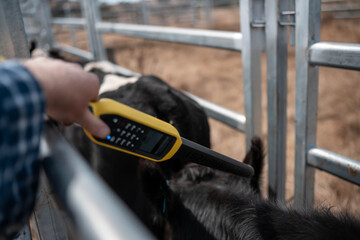 female australian farmer working in stock yards with a herd of cows, Hardworking Farmer Monitoring...