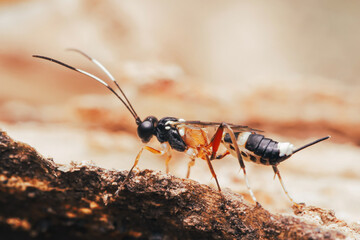 Braconid wasp exploring wooden surface in close-up