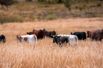 livestock in a meadow, sustainable carbon neutral farming being practiced. regenerative raised cows in a field. agricultural technology innovation in australia