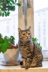 Charming Tabby Cat Sitting on a Windowsill with Potted Plants in Natural Light.