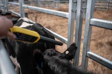 scanning cow tag in a cattle yards nlis tag scan with a wand on a farm with livestock in summer