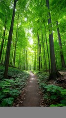 Forest trail through vibrant green woodland