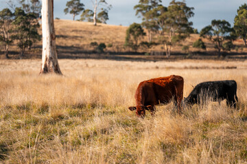 livestock in a meadow, sustainable carbon neutral farming being practiced. regenerative raised cows in a field. agricultural technology innovation in australia