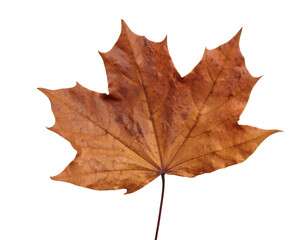 Obraz premium a piece of dry brown leaf isolated on white background