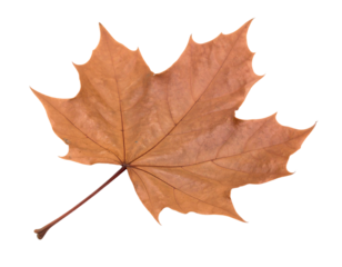 a piece of dry brown leaf isolated on white background
