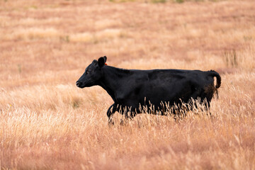livestock in a meadow, sustainable carbon neutral farming being practiced. regenerative raised cows in a field. agricultural technology innovation in australia