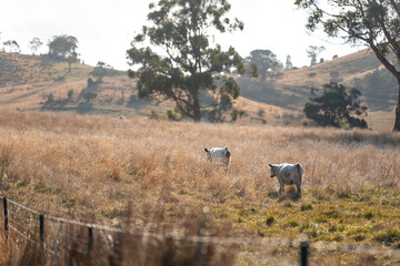 livestock in a meadow, sustainable carbon neutral farming being practiced. regenerative raised cows in a field. agricultural technology innovation in australia