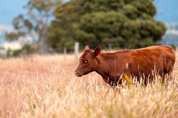 livestock in a meadow, sustainable carbon neutral farming being practiced. regenerative raised cows in a field. agricultural technology innovation in australia