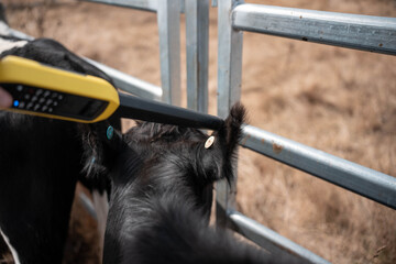 scanning cow tag in a cattle yards nlis tag scan with a wand on a farm with livestock in summer