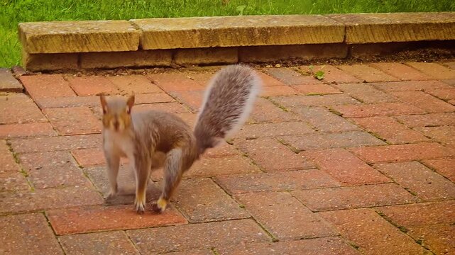 Squirrel running on brick patio, wild animal in backyard. Wild squirrel jumping quickly on paved surface. Backyard animal darting across patio. Wild creature rushing in garden area near grass
