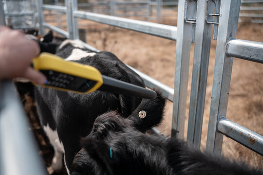 scanning cow tag in a cattle yards nlis tag scan with a wand on a farm with livestock in summer