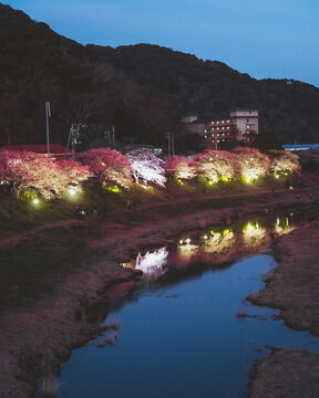 View of cherry blossoms and rapa flowers in full bloom, their vibrant colors mirrored in the tranquil river under the twilight sky, Minamiizu, Shizuoka, Japan.