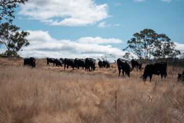beautiful cattle in Australia  eating grass, grazing on pasture. Herd of cows free range beef being regenerative raised on an agricultural farm. Sustainable farming