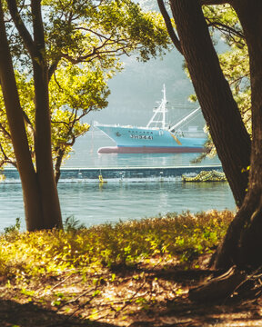 View of a ship gliding on calm waters, framed by the leafy embrace of trees, a serene vista where nature meets nautical charm, Mihama Cape Park, Numazu, Shizuoka, Japan.