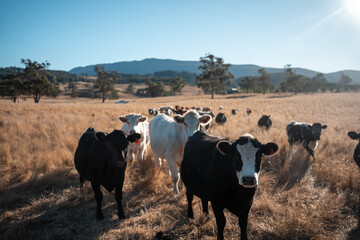 beautiful cattle in Australia  eating grass, grazing on pasture. Herd of cows free range beef being...