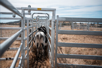 female australian farmer working in stock yards with a herd of cows, Hardworking Farmer Monitoring...