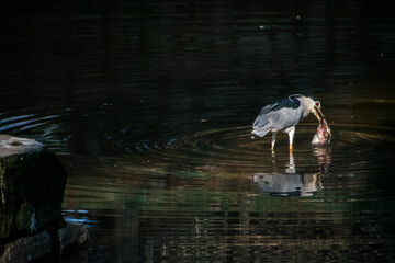 Black-crowned night heron catching fish in dark water, India.  Tranquil composition, natural...