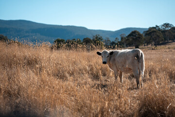 beautiful cattle in Australia  eating grass, grazing on pasture. Herd of cows free range beef being...