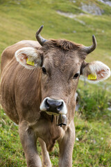 Grazing Cow in the Swiss Alps, Erlenbach im Simmental