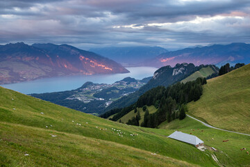 Swiss Alps Landscape with Lake Thun and Cows