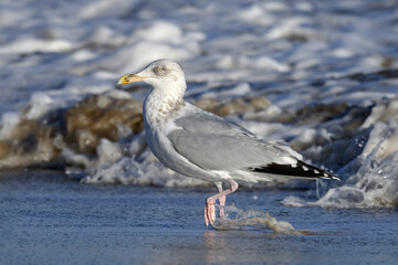 Winter plumage adult Herring Gull