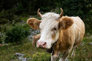 Simmental Cow Grazing in the Swiss Alps
