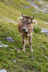 Grazing Cow in the Swiss Alps, Laseberg