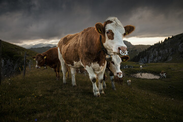 Cows Grazing in the Swiss Alps, Laseberg
